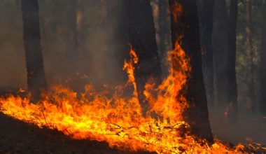Incendios forestales: ¿se puede prevenir una catástrofe?